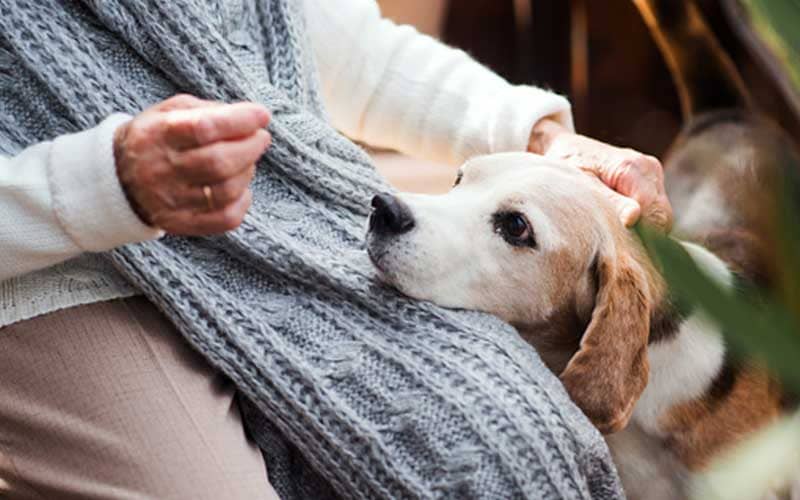 4 Therapy Animals for Seniors